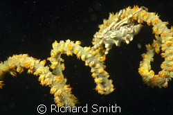 This xeno crab was on a whip coral at only 11m depth (the... by Richard Smith 